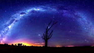 星河下的树