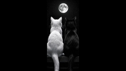 两只猫 4k