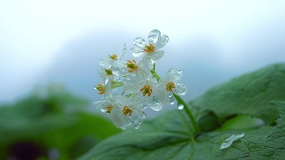 雨中花