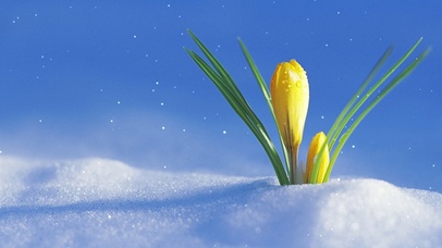 雪中唯美花儿