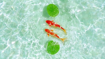 清池好运锦鲤