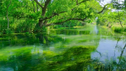 夏日绿草水流