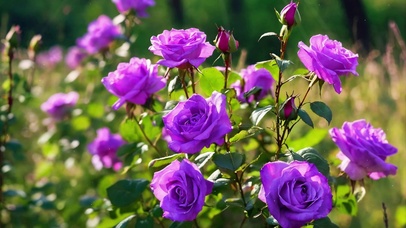 紫色玫瑰