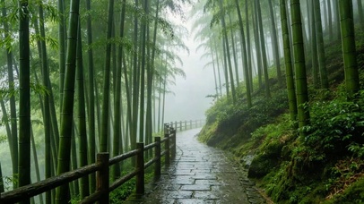 烟雨迷雾竹林