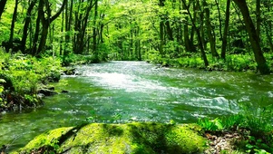 自然护眼绿树林流水