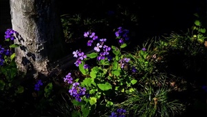 浅紫摇曳不语倾城