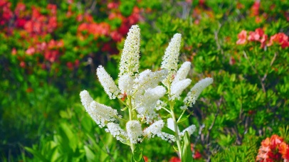 4K养眼小清新花朵