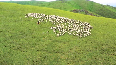 大草原放羊