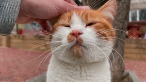 猫咪