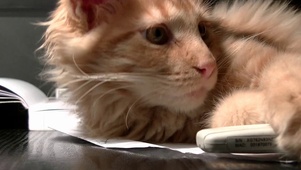 【桌面养猫】慵懒地入睡