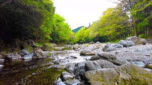 绿林山涧溪流