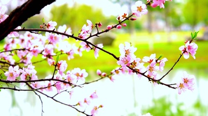 4K  竹外桃花三两支