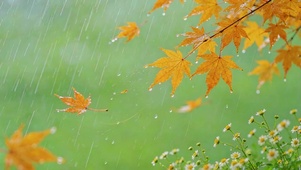 超治愈秋枫秋雨
