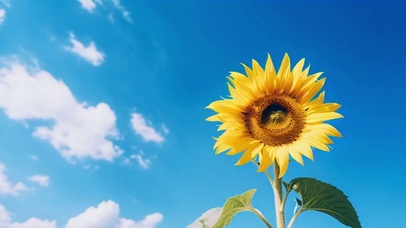 唯美蓝天白云向日葵