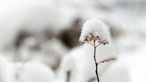 4K优雅雪景