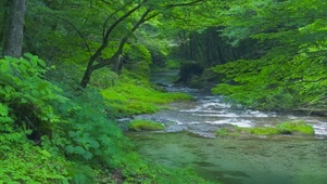 护眼绿林山涧溪流
