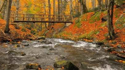 秋天的户外小溪