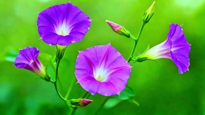 护眼治愈牵牛花4K