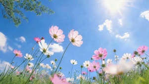 蓝天下鲜花