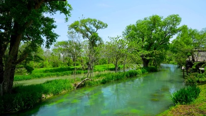 初夏护眼绿树河流