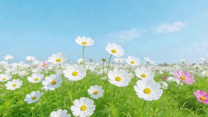 蓝天下小清新鲜花