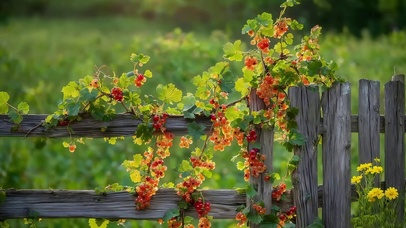 篱笆园上小果实