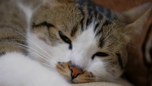 4k温馨的小猫