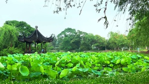 荷花池