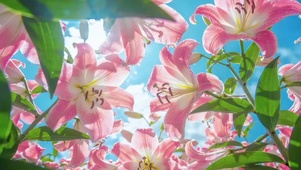 粉百合的浪漫藏在风里的偏爱