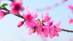 4K你的桃花运来了