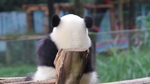 超绝可爱萌熊猫