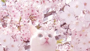 🦋蝴蝶与樱花喵🌸🐈