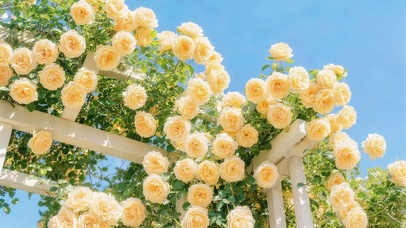 暖光鲜花