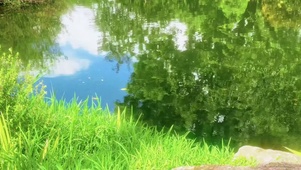迷恋绿色