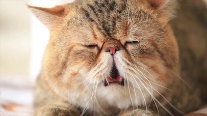 吐舌头的小猫咪