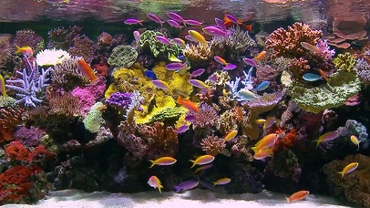 海底缤纷世界高清横版-鱼群