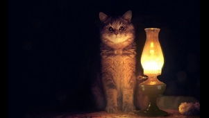猫咪和台灯