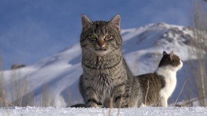 雪の猫