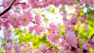 春天阳光下的樱花