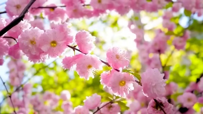 春天阳光下的樱花