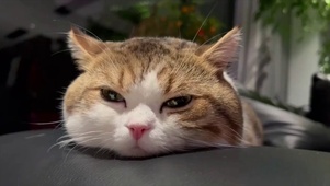 大脸猫