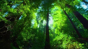 4K绿色森林（双端版）