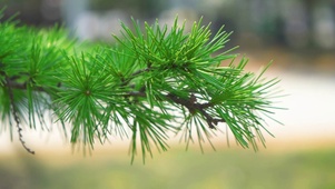 绿色松树