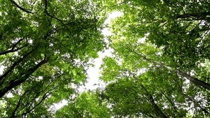 阳光树林