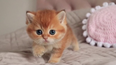 萌萌哒的小喵星人