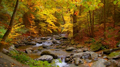 幽静秋林红叶溪流