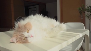 晒太阳的猫咪