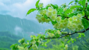 唯美雨中花