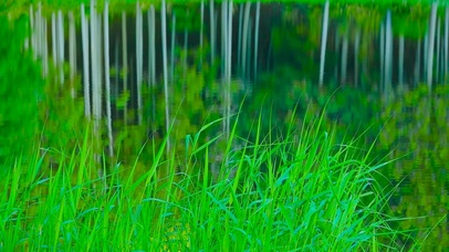 清新湖边绿草