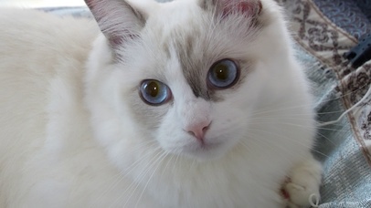 可爱猫咪